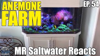 ANEMONE Farm In A Saltwater Aquarium - Mr Saltwater Reacts