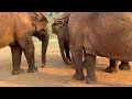 Kham La herd find intruder - Eleflix