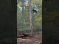 Bear falls out of tree 👀 #blackbear #outdoors #wildlife #crazy #natureismetal #nature #bear #shtf