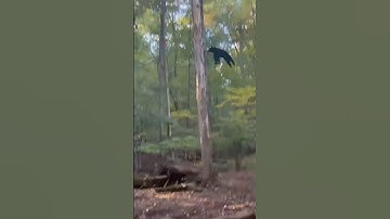 Bear falls out of tree 👀 #blackbear #outdoors #wildlife #crazy #natureismetal #nature #bear #shtf