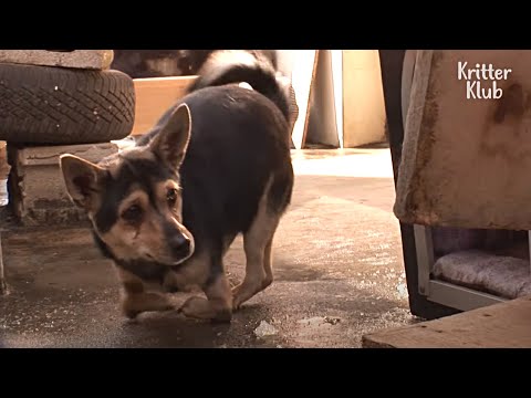 Video: Virusna pošta Tumblr pojasnjuje, kako ponaredki psov storijo življenje težko za resnično invalidne