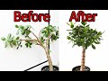 How To Prune And Straighten A Jade Plant (Crassula ovata)