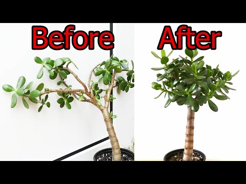 How To Prune And Straighten A Jade Plant