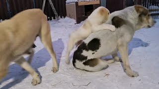 Самый бесстрашный щенок с храбрым сердцем... The most fearless puppy with a brave heart...