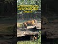 Spot the TIGER in Safari World, Bangkok. Part 8