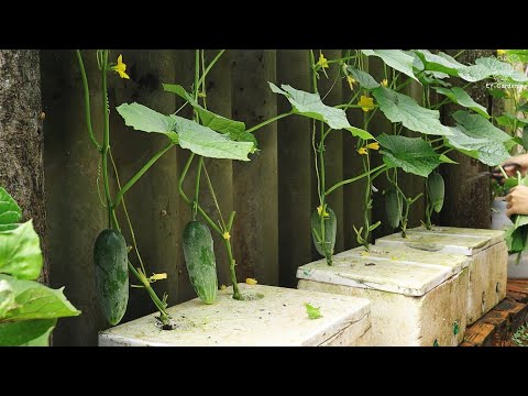 Growing cucumbers in a foam box with lots of fruit | Day 1 to Day 55
