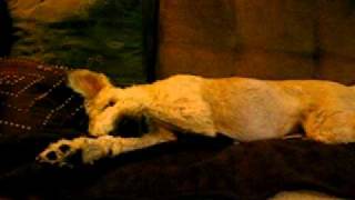 Soft Coated Wheaten Terrier wants her treat! by Paulina0618 2,607 views 13 years ago 1 minute, 12 seconds