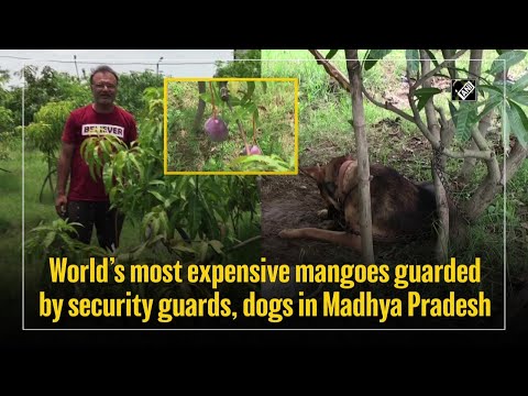 World’s most expensive mangoes guarded by security guards, dogs in Madhya Pradesh