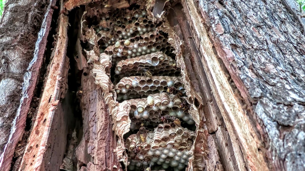 European Hornets Nest Inside Tree Squirrel Eats Larvae Wasp Nest Removal Youtube