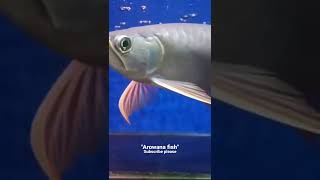Arowana fish  #arwana #arwanaindonesia 2