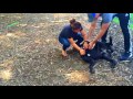 New York Dog Trainer: Owner Testimonial for Opie, Cane Corso Puppy-Best Dog Trainers in NY New York Dog Trainer: Owner Testimonial for Opie, Cane Corso Puppy-Best Dog Trainers in NY