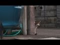 ドキュメント猫が友達になる瞬間6 まだらのその後 『マダラの親しき仲にも礼儀ありの巻』