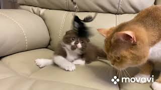 190 Scottish fold, b 03 by Miamurr cattery Питомник кошек 48 views 2 years ago 18 seconds