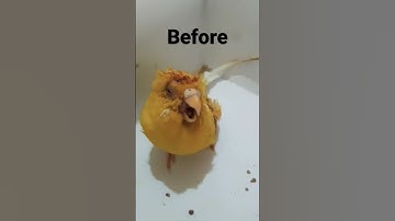 This bird I found needs help #help #Sick #shorts