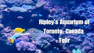 Ripley's Aquarium of Canada Tour | Toronto, Ontario | Ripley’s Aquarium Highlights