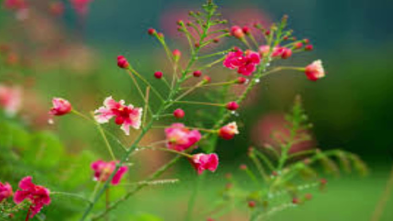 |Hmong New Song 2019| |Hmong Best New Song 2019| |Hmong Female New Song 2019|