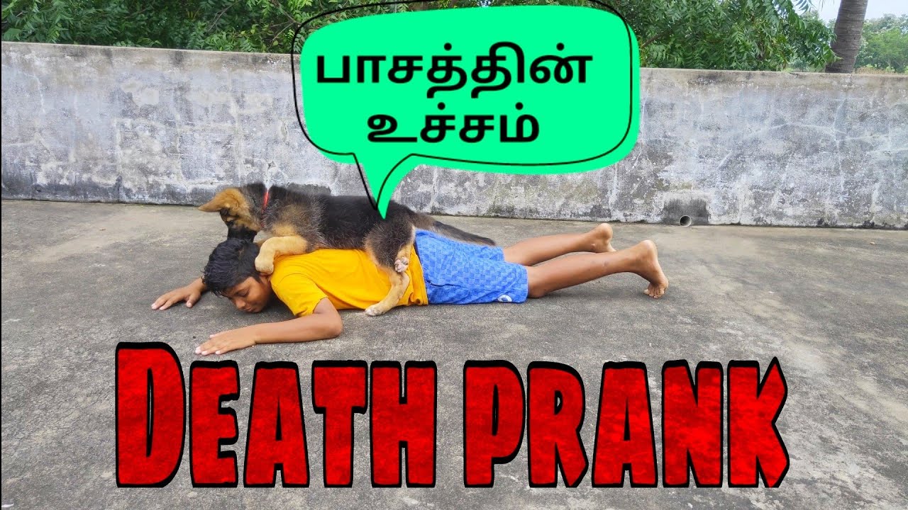 Death prank with(casper) German shepherd, caring puppy🖤