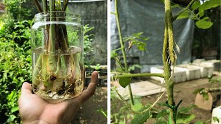 How To Extract Tomato Branches with Water | Tips To Make Lemongrass Sprout Quickly