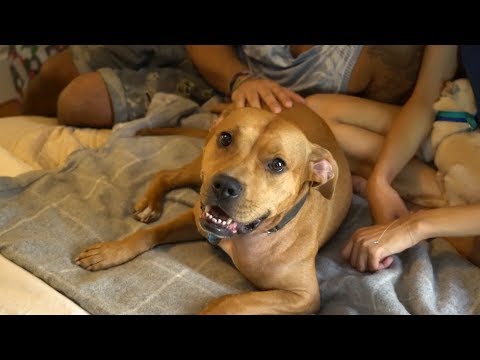 Video: ASPCA Lanserer Ny Kampanje For å Avslutte Valpemøller