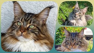 🌟🐾 Top10 Week 16 - Maine Coon Showtime! Your Ranking of Shorts with Sherkan & Shippie! 🐾🌟 137 by Maine Coon Cats TV 135 views 2 weeks ago 2 minutes, 55 seconds