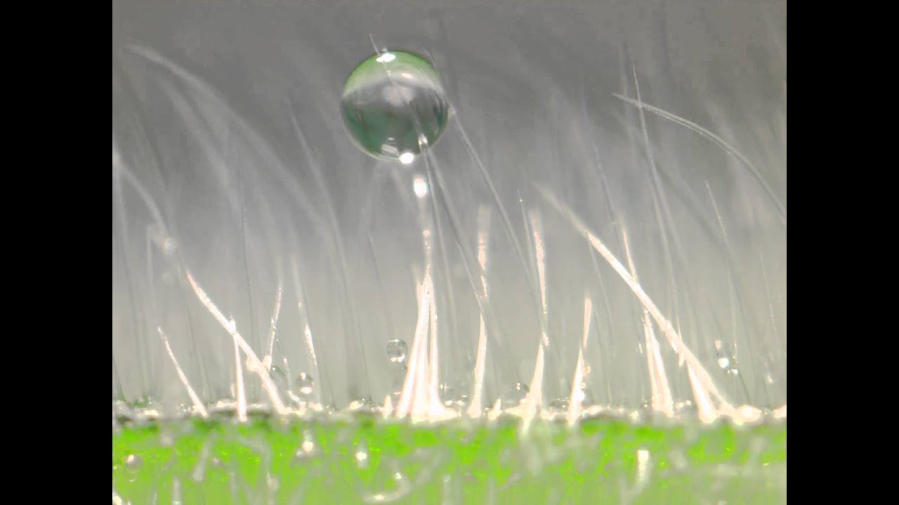 Typical biofungicide being applied to a hairy leaf