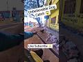 Luffy Dog Catching #luffy @dogpublicsafety #shorts
