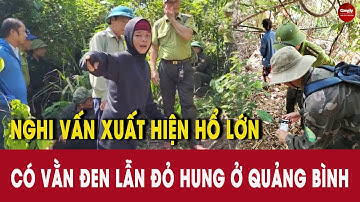 Quảng Bình: Nghi vấn xuất hiện hổ lớn có vằn đen lẫn đỏ hung | PHÁP LUẬT & CUỘC SỐNG