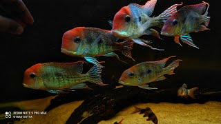 Red Head Topajos Geophagus #UDfishroom