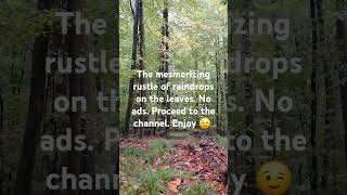rainy day in the forest ultra HD