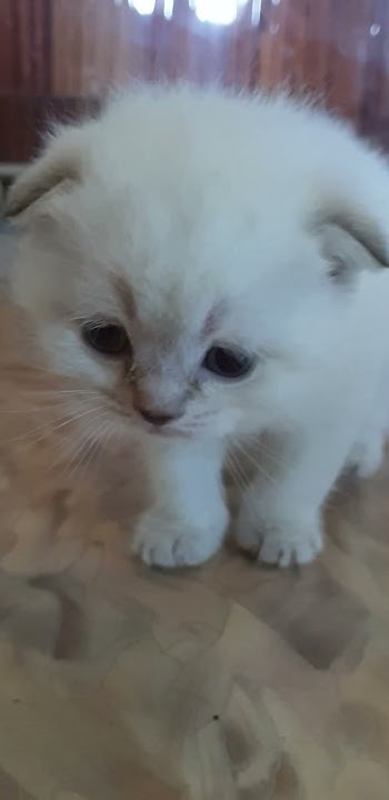 Вислоухий котик. - YouTube