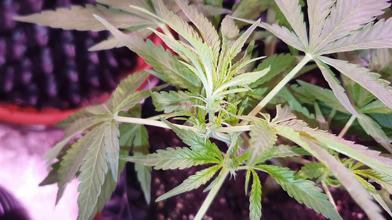 Royal Creamatic - Day 43