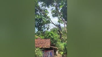 smart technique of pruning leaves on tall trees with a pole tool #shorts