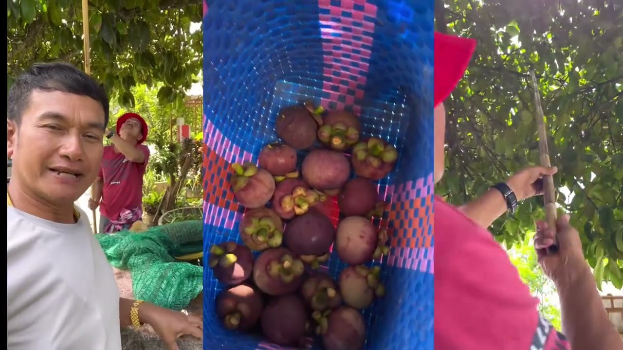 มังคุดโบราณ