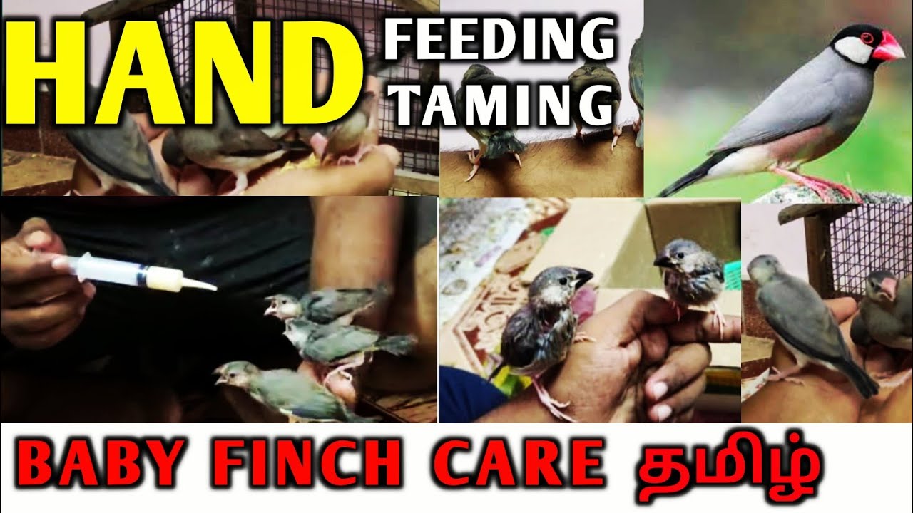 How To Train Finches Bird Finch Hand Feeding Finches Growth Update how-to-train-finches-bird-finch-hand-feeding-finches-growth-update