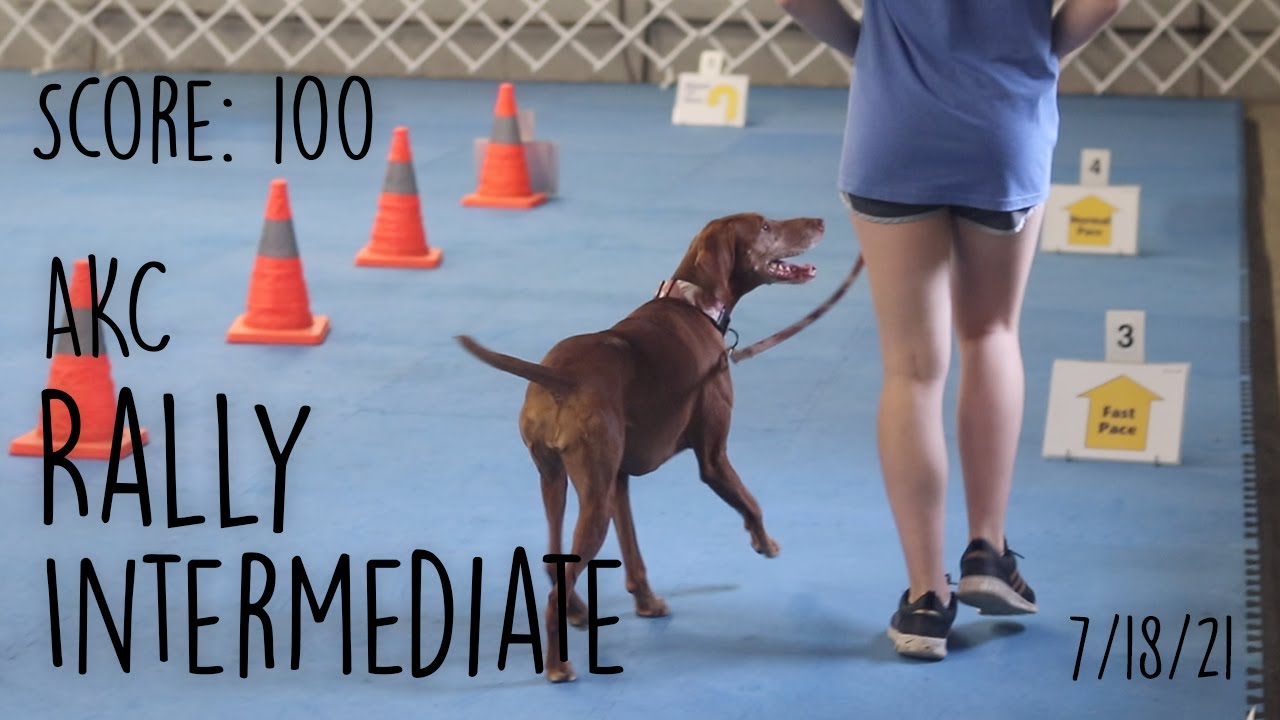 AKC Rally Intermediate: Score 100 & 1st Place 7/18/21 - Jersey the ...