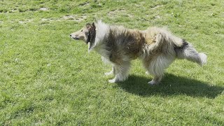 Collie rough after washing by Collie Rough, Dutch goat and rabbit 889 views 2 years ago 1 minute, 18 seconds