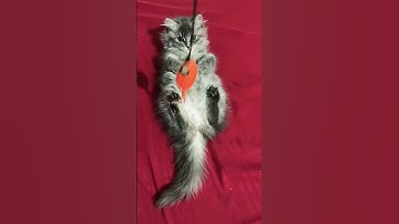 Lazy Cat #cat #shorts #shortvideo #short #catviral #music #love