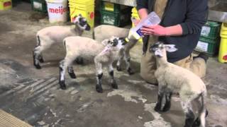 Quadruplet lambs at Pingree Farms in Detroit Quadruplet lambs at Pingree Farms in Detroit