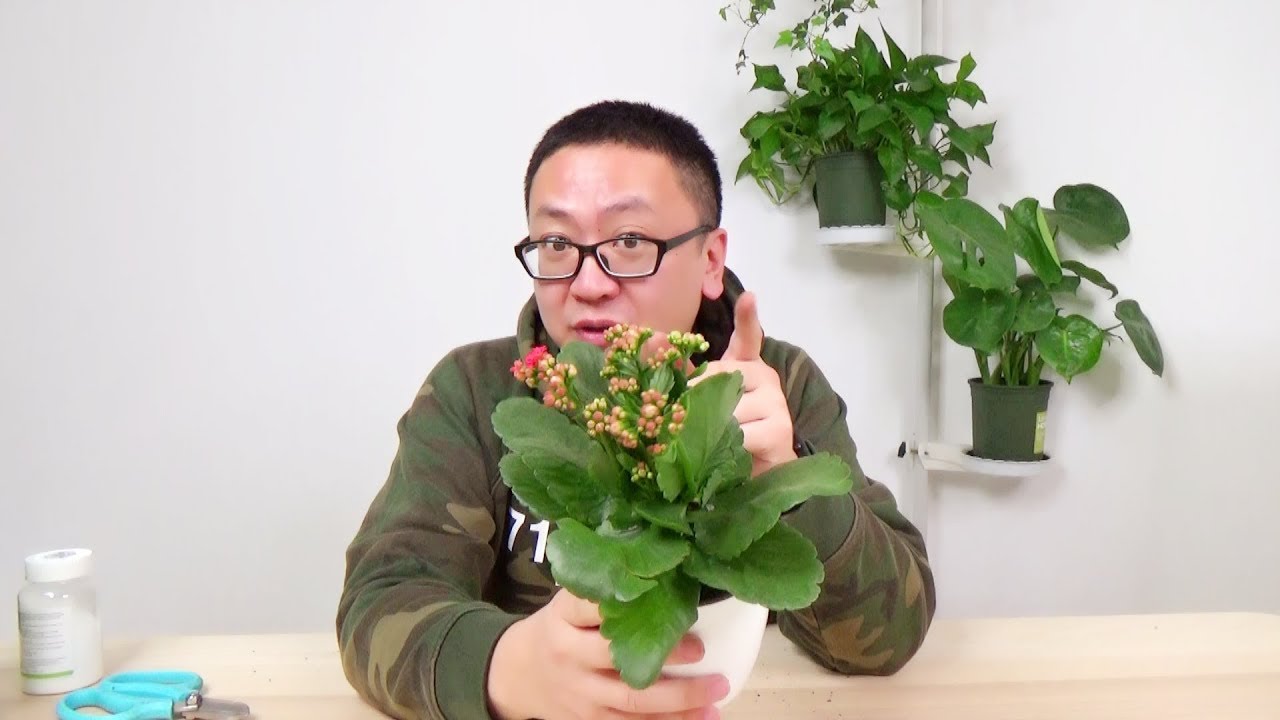 你的长寿花为啥没开几天就败了 坤哥玩花卉 Youtube