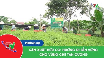 Sản xuất hữu cơ: hướng đi bền vững cho vùng chè Tân Cương