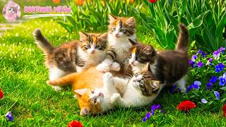Cute Baby Cats 4K – Gentle Piano to Still Your Heart & Sleep Deeply screenshot 3