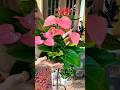 ഇതൊക്കെ എങ്ങനെ മേടിക്കാതിരിക്കും.imported anthurium heavy bushypot available. #6235800327 #anthurium
