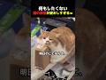 [ 溶けてる？思考停止中のネコｗ ]