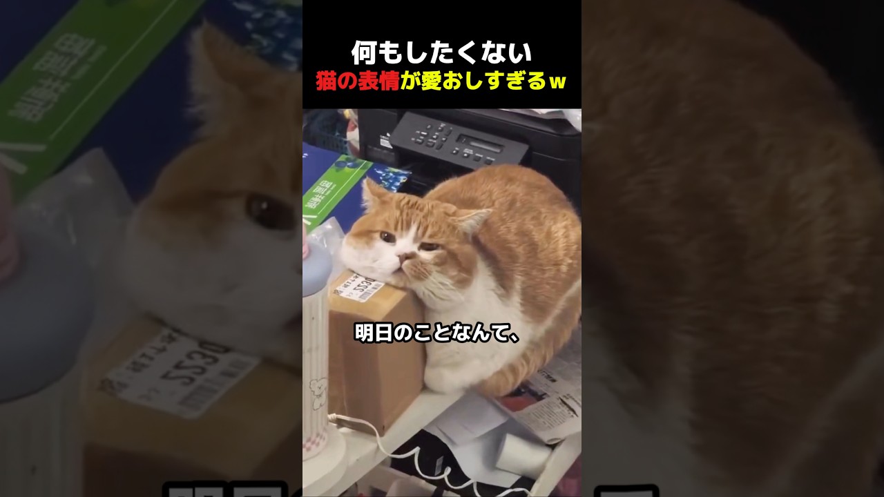 [ 溶けてる？思考停止中のネコｗ ]