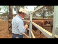 Brangus World Congress Beef Australia 2012