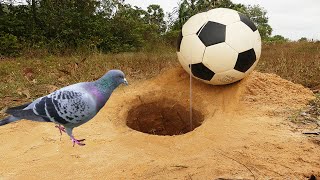 Easy Bird Trap - Build Underground Bird Trap Using  football - Best bird trap