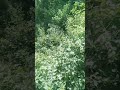 Islamic WhatsApp status #islam #islamic #islamicstatus