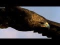 Eagle vs Hare | Predators | BBC Earth