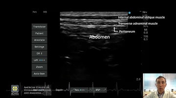 TAP block - Transverse Abdominal Plane block in a dog