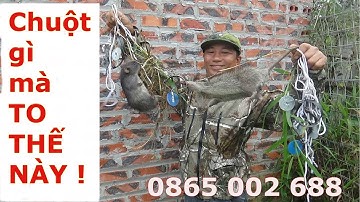 Theo chân thợ bẫy chuột  QUÁ TO !, bán cạm bẫy chuột đồng .